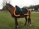 Shabraque: chasseur a cheval de la garde troop, new type