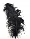 Ostrich feather 60 cm