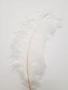 Ostrich feather 60 cm