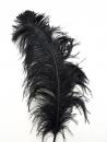 Ostrich feather, BLACK, 50-60 cm -Price by one