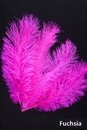 Ostrich feathers