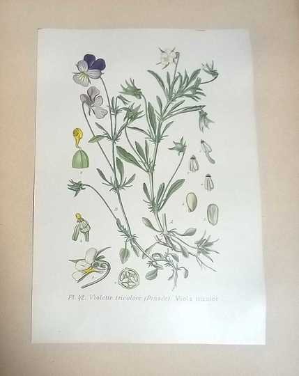 Masclef, A., Atlas des plantes de France,Utiles, Nuisibles et Ornementales. Paris: Paul Klincksieck,