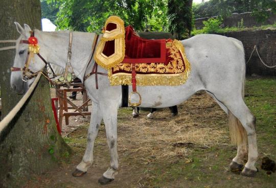 Carpet saddle of the emperor